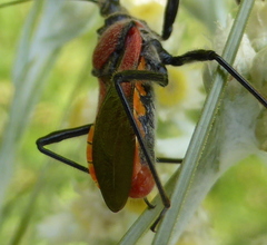 Rhynocoris segmentarius