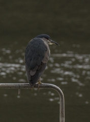 Nycticorax nycticorax obscurus