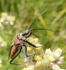 Rhynocoris segmentarius