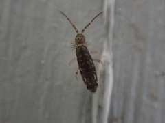 Seira bipunctata