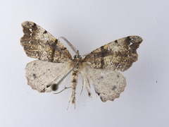 Chalastra pellurgata