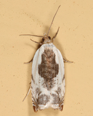 Ancylis nubeculana