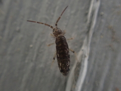 Seira bipunctata