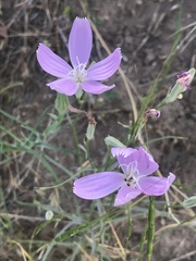 Lygodesmia grandiflora