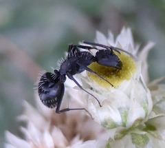 Camponotus niveosetosus
