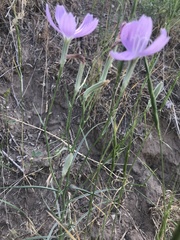 Lygodesmia grandiflora