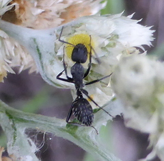 Camponotus niveosetosus