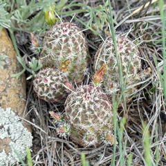 Echinocereus viridiflorus viridiflorus