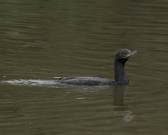 Nannopterum brasilianum brasilianum