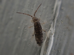 Seira bipunctata