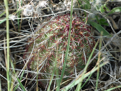 Echinocereus viridiflorus viridiflorus