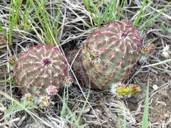Echinocereus viridiflorus viridiflorus