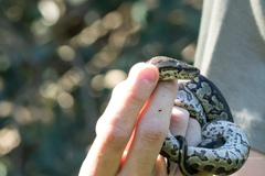 Python natalensis