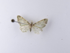 Pasiphila semochlora