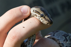 Python natalensis