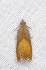 Dichrorampha bittana