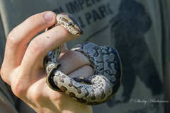 Python natalensis