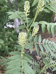 Glycyrrhiza lepidota