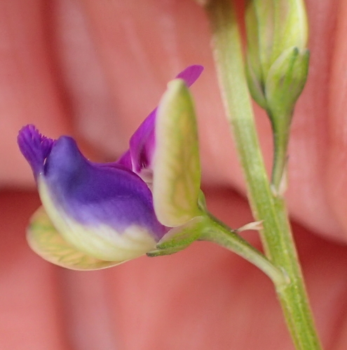 Image of Polygala rehmannii by no rights reserved
