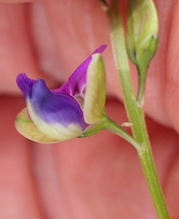 Polygala rehmannii