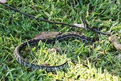 Python natalensis