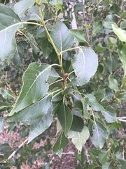 Populus trichocarpa