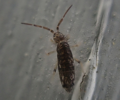 Seira bipunctata