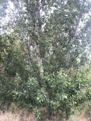 Populus trichocarpa