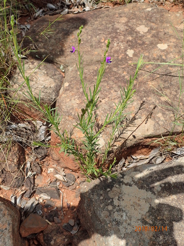 Image of Polygala rehmannii by no rights reserved