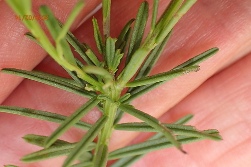Image of Polygala rehmannii by no rights reserved
