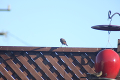 Haemorhous mexicanus