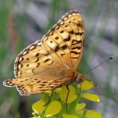 Speyeria coronis