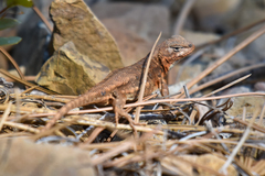Sceloporus graciosus gracilis