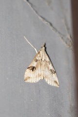 Udea washingtonalis