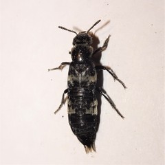 Creophilus maxillosus