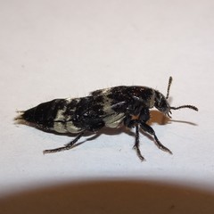 Creophilus maxillosus