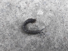 Parotostigmus