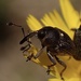 Daisy Flower Weevil - Photo (c) judyasarkof, some rights reserved (CC BY-NC)