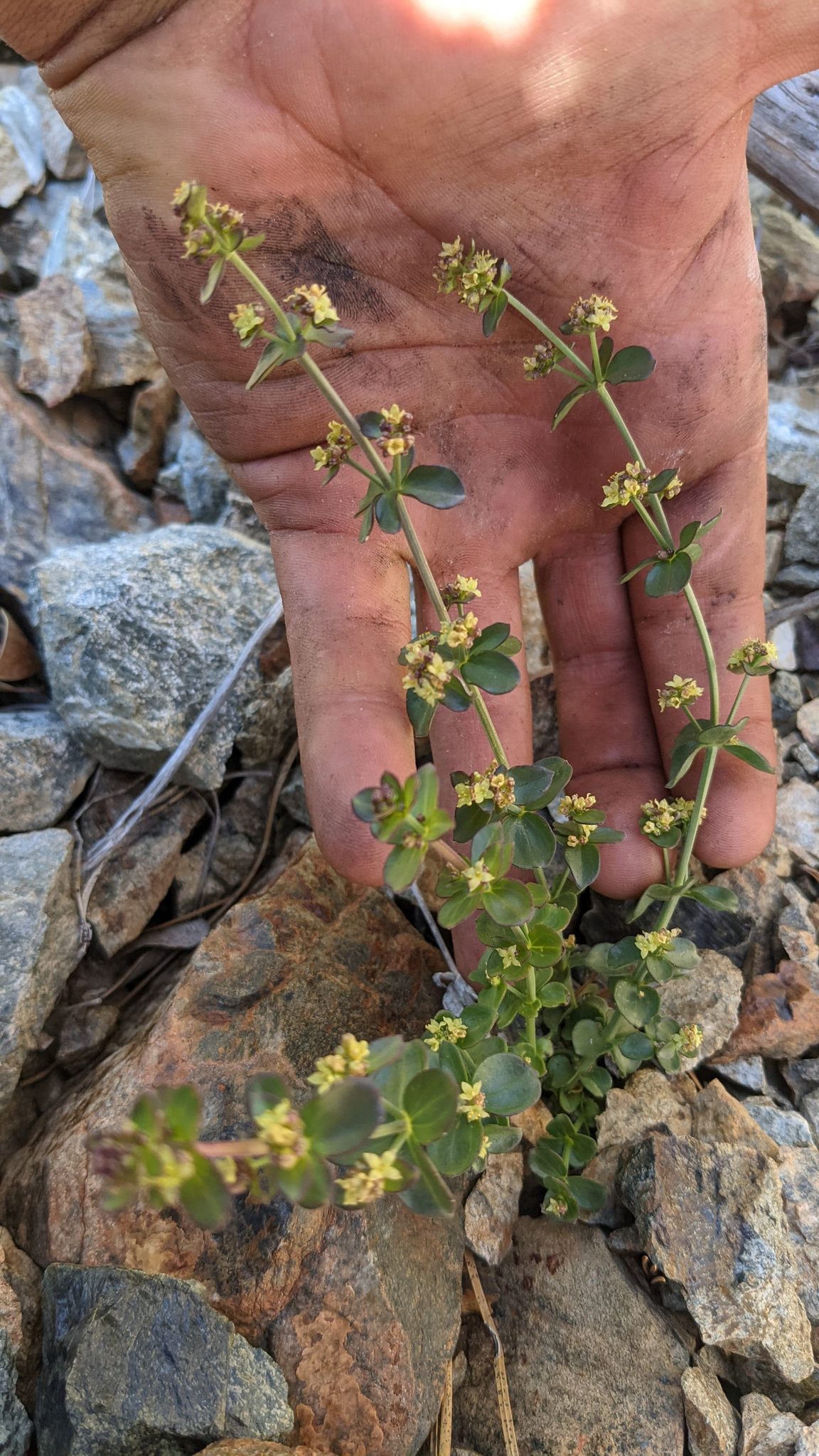 Galium glabrescens ssp. josephinense