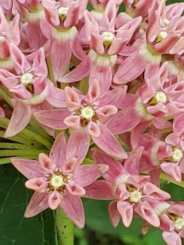 Asclépiade pourpre