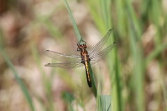 Leucorrhinia intacta