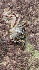 Grapsus tenuicrustatus