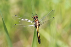 Leucorrhinia intacta