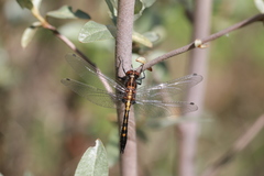 Leucorrhinia intacta