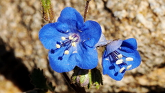 Phacelia campanularia campanularia