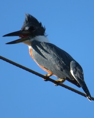 Megaceryle torquata torquata