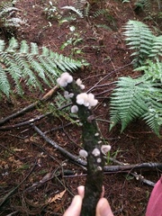 Hohenbuehelia cyphelliformis