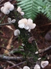 Hohenbuehelia cyphelliformis