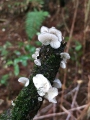 Hohenbuehelia cyphelliformis