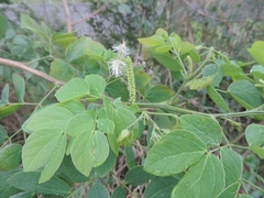 Mimosa caesalpiniifolia